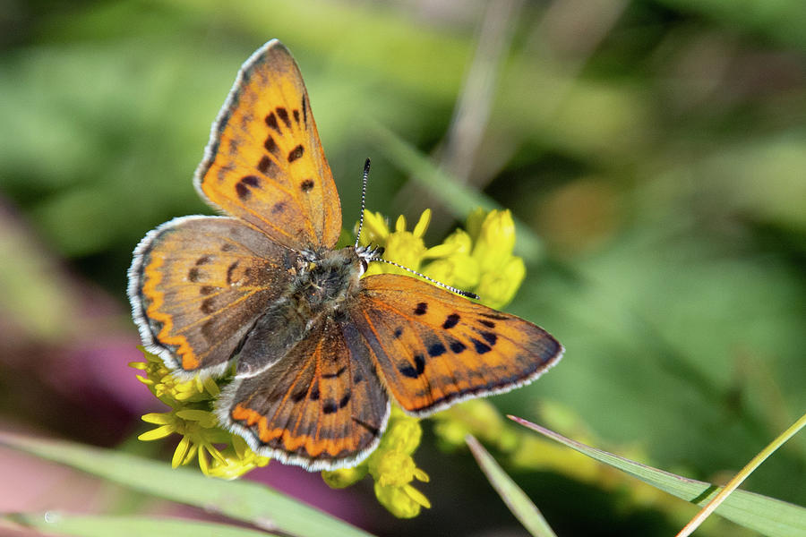 Female Copper Photograph by Cascade Colors | Fine Art America