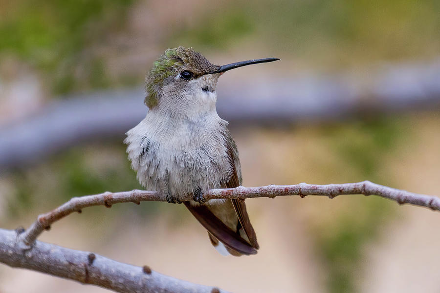 Female Costas Hummingbird Photograph