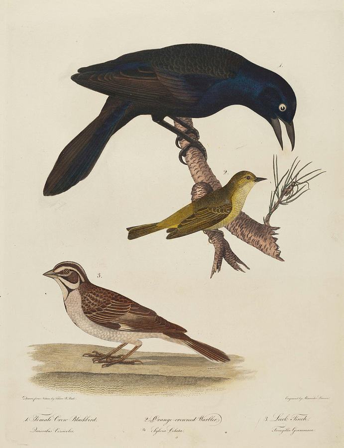 Female Crow Blackbird Drawing by Alexander Lawson after Titian Ramsay ...