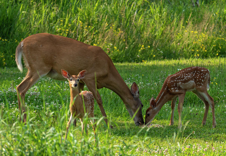 Female Deer and Twin Fawns Photograph by Sandra Js