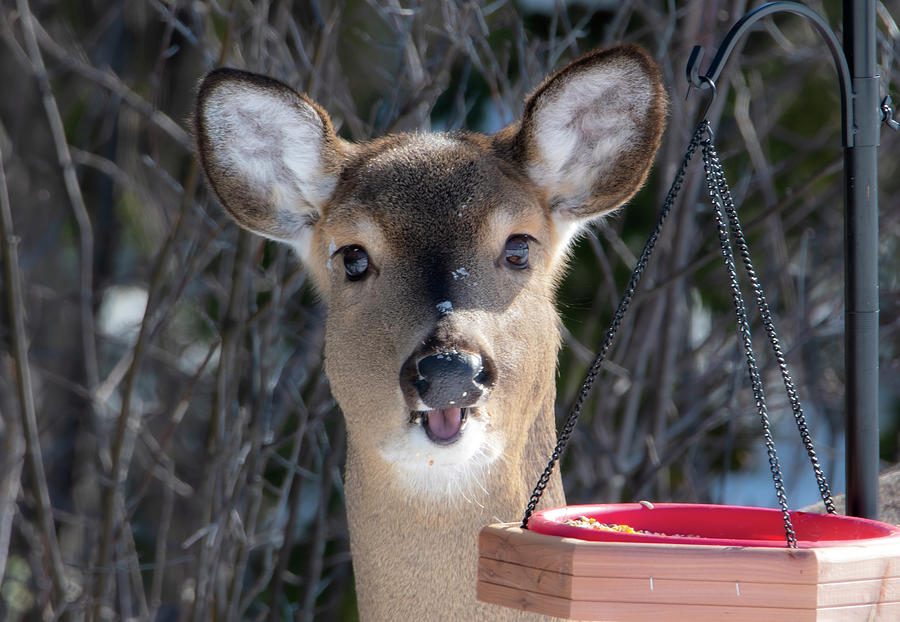 Female Deer Face Photograph by Sandra Js