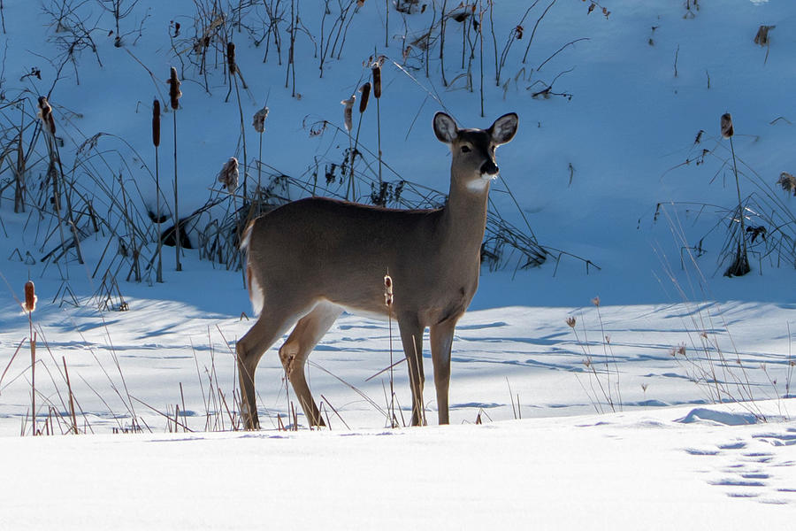 Female Deer in Winter Photograph by Sandra Js