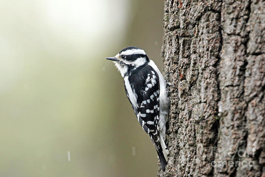 Female Downy Woodpecker 1234 Photograph by Jack Schultz