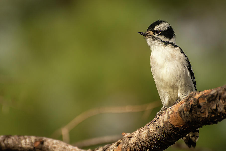 Female Downy Woodpecker Photograph