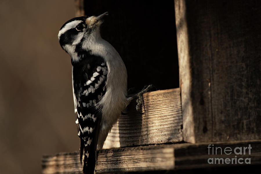 Female Downy Woodpecker Photograph by JT Lewis