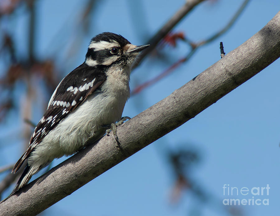Female Downy Woodpecker Photograph by Pam  Holdsworth