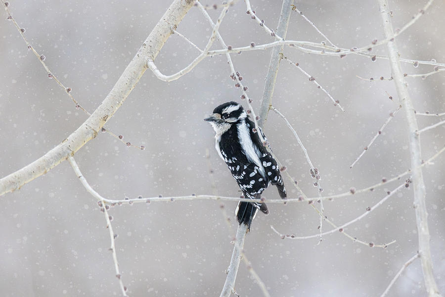 Female Downy Woodpecker - Winter Berry Maze Photograph by Patti Deters