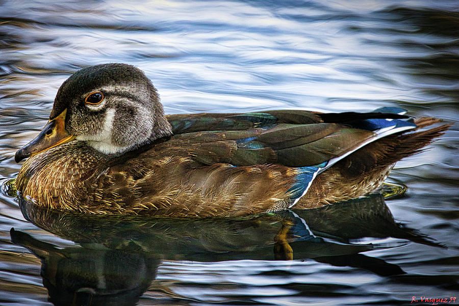 Female Drake Duck Photograph by Rene Vasquez