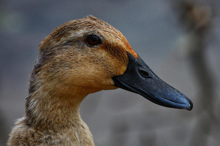 Female Duck Photograph by Evan Foster
