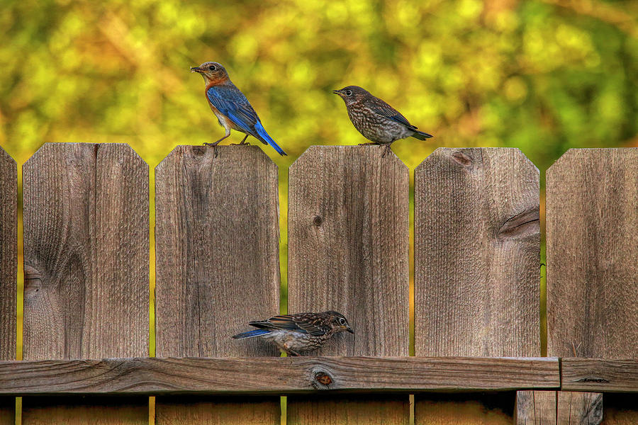 Female Eastern Bluebird and Juveniles Photograph by Judy Vincent