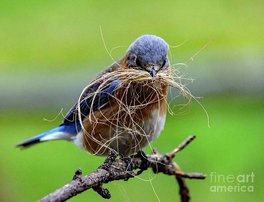 Female Eastern Bluebird Gathering Nesting Material Photograph by Cindy Treger
