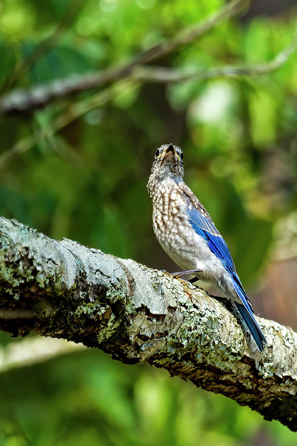 Bluebird Photograph - Female Eastern Bluebird Portrait by Kay Brewer