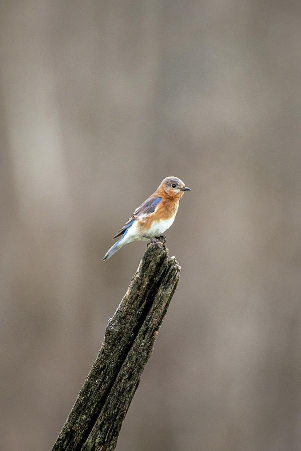 Female Eastern Bluebird Photograph by Robert J Wagner