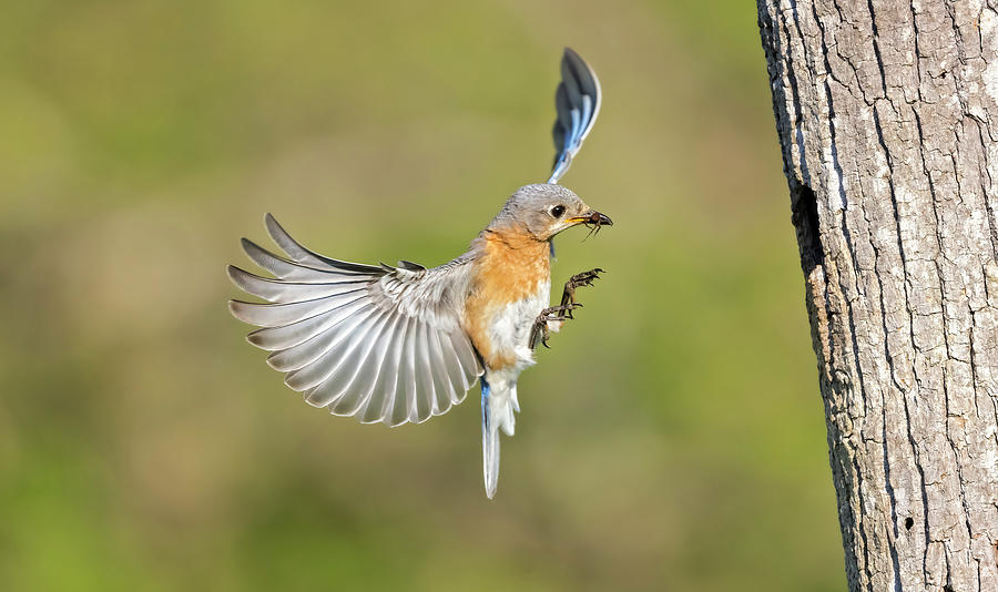 Female Eastern Bluebird Photograph by Susan Candelario