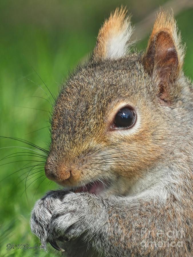 Female Eastern Grey Squirrel Photograph by J McCombie