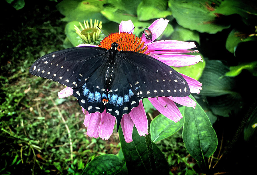 Female Eastern Black Swallowtail Photograph