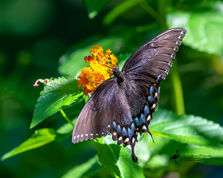 Female Eastern Tiger Swallowtail-dark morph Photograph by Larry Maras Female Eastern Tiger Swallowtail-dark morph Photograph by Larry Maras