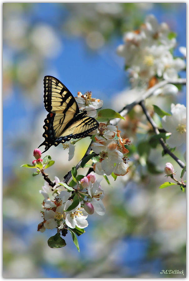 Female Eastern Tiger Swallowtail on Cherry Blossoms Photograph by Marilyn DeBlock