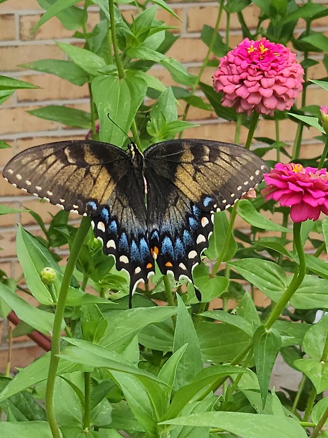 Female Eastern Tiger swallowtail Photograph by Pearl Allen - Fine Art ...