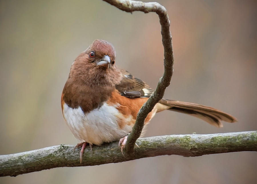 Female Eastern Towhee Photograph by Ron Grafe