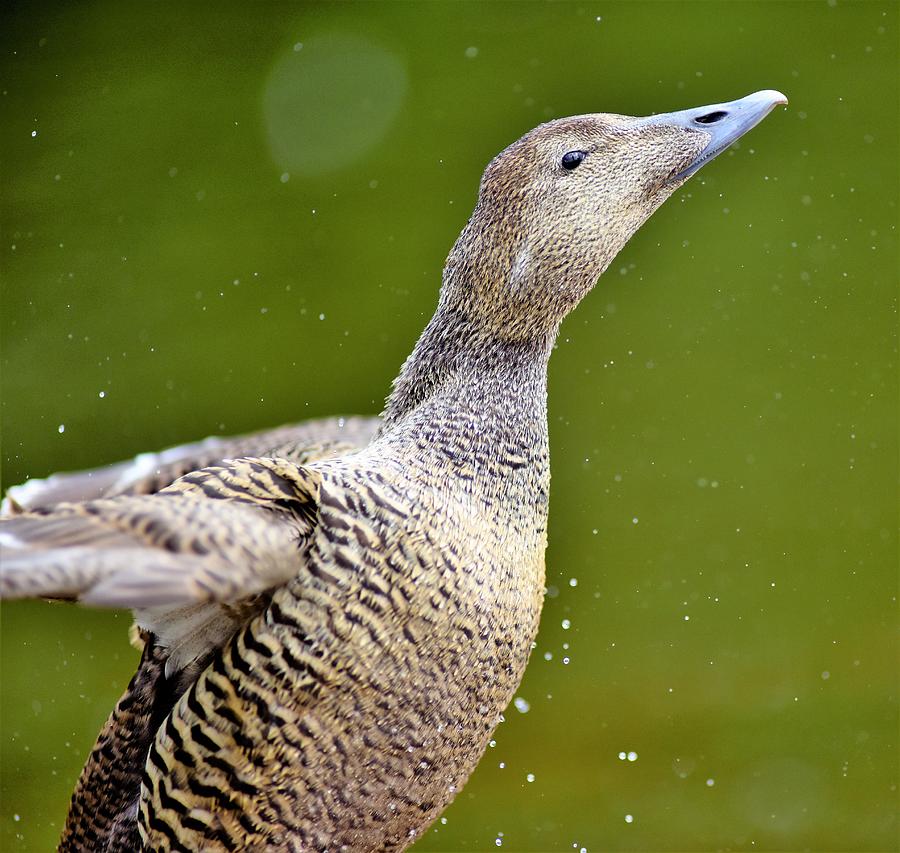Female Eider Duck Photograph by Neil R Finlay