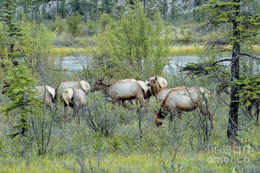 Cow Elk Group Jasper National Park - Alberta - Canada Photograph by ...