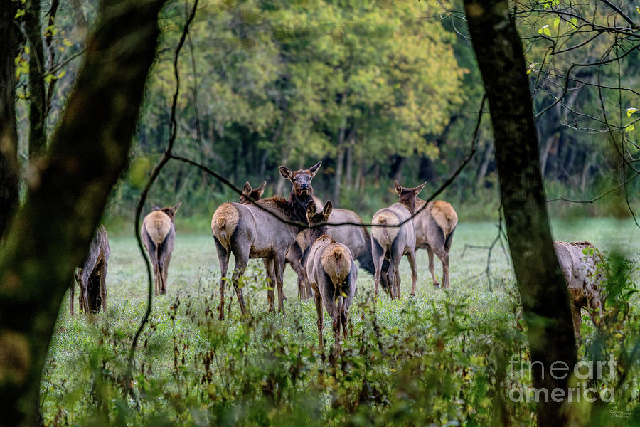 Female Elk Herd Through The Woods Photograph by Jennifer White