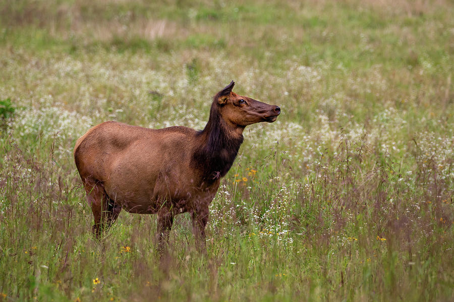 Female Elk in field Photograph by Martina Abreu