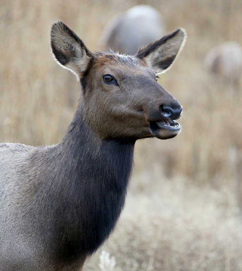 Female Elk Portrait Photograph by Michael Peak - Fine Art America