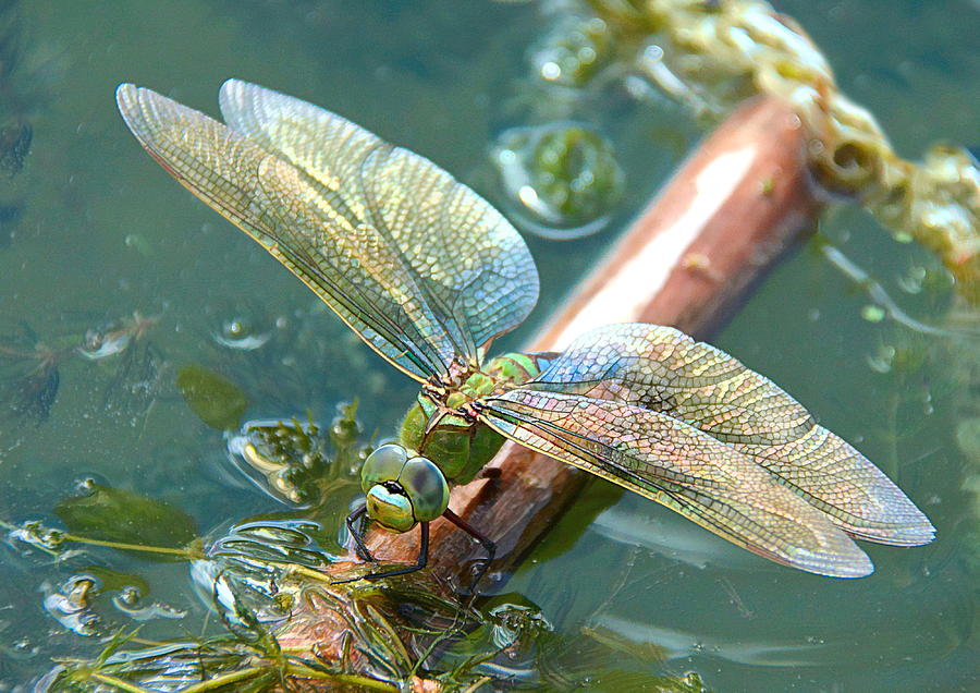 Female Emperor Dragonfly Photograph by Susan Hope Finley