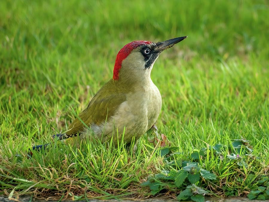 Female, European Green Woodpecker Photograph by James Lamb Photo