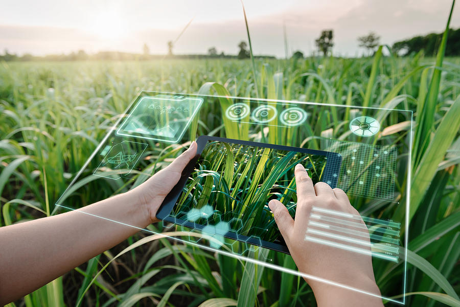 Female Farm Worker Using Digital Tablet With Virtual Reality Artificial Intelligence (AI) for Analyzing Plant Disease in Sugarcane Agriculture Fields. Technology Smart Farming and Innovation Agricultural Concepts. Photograph by Kdp