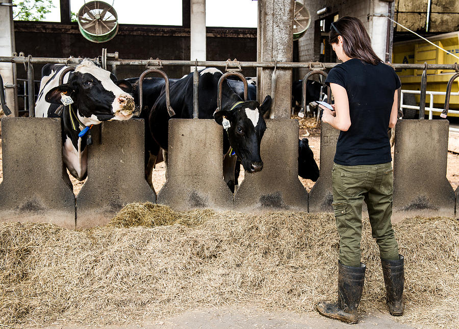 Female farmer looking at smartphone in organic dairy farm cow shed Photograph by Bonfanti Diego