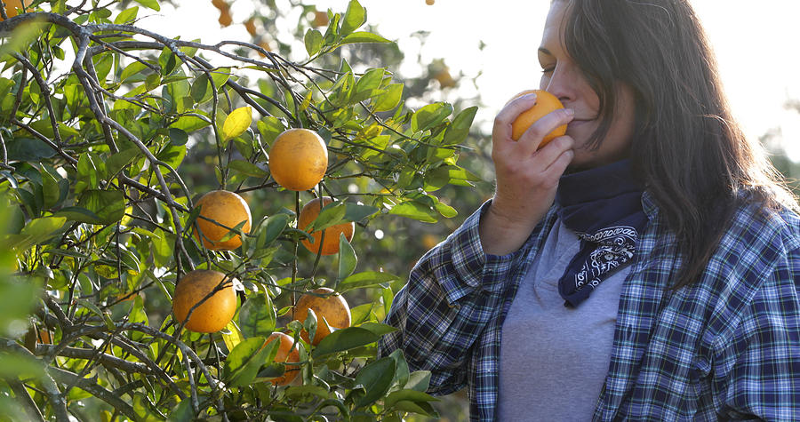 Female farmer picking oranges in orchard Photograph by Gary John Norman
