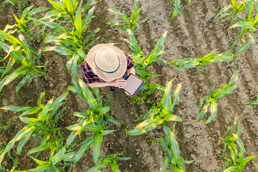 Female Farmer using tablet in corn field. View from above of a Female farmer in a straw hat using a tablet in a corn field Photograph by SimonSkafar