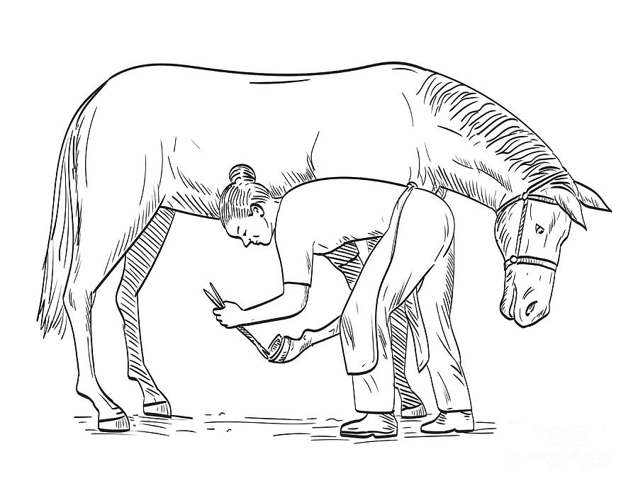 horse hoof drawing