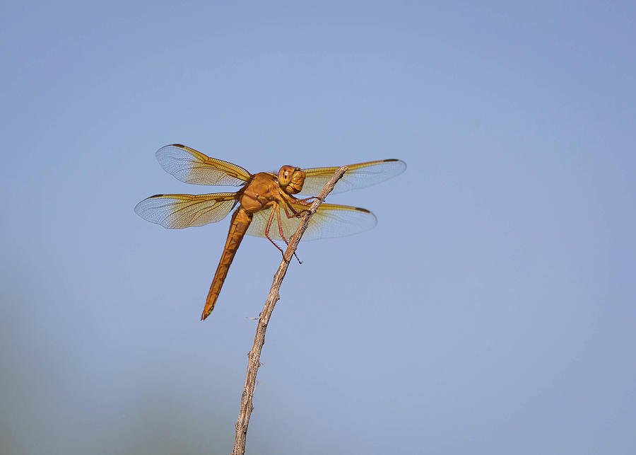 Insects Photograph - Female Flame Skimmer Dragonfly by Rosemary Woods Images