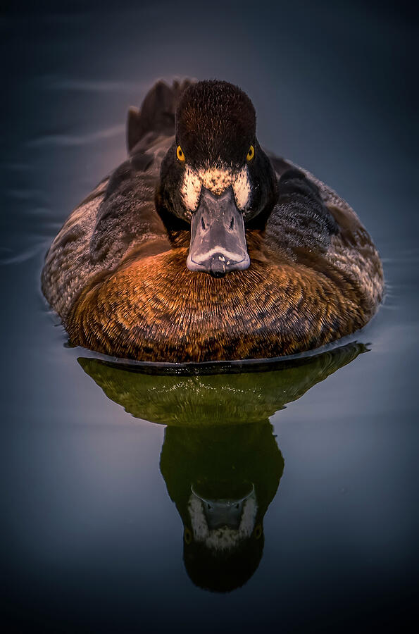 Female Gadwall Duck Photograph by Judy Keown - Fine Art America