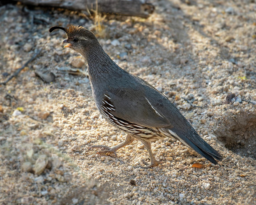 Female Gambels Quail h24354 Photograph by Mark Myhaver