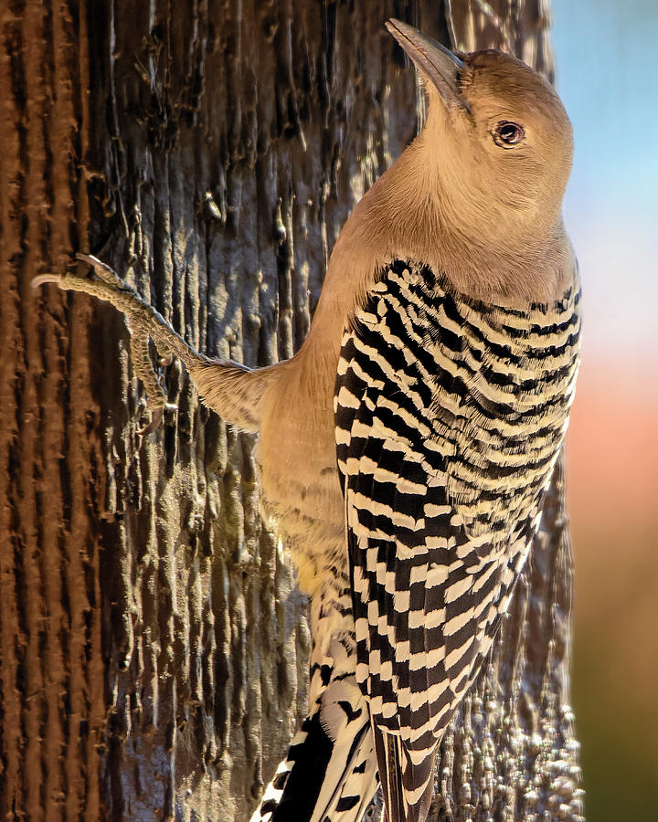 Female Gila Woodpecker 220930 Photograph by Mark Myhaver