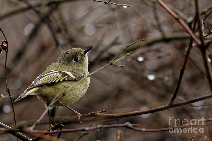 Female Golden Crown Kinglet Photograph By Natural Focal Point Photography Fine Art America 5940