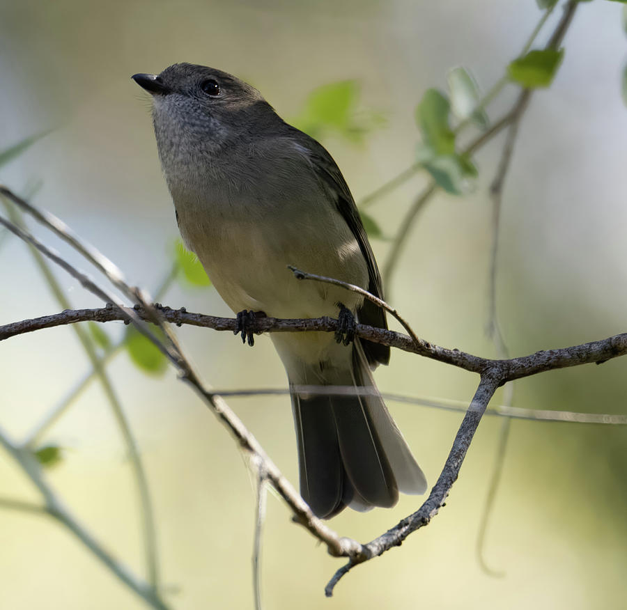 Female Golden Whistler Photograph by Narelle Duncan - Fine Art America