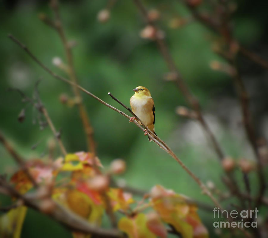 Female Goldfinch in Autumn Photograph by Kerri Farley