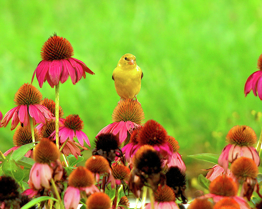 Female Goldfinch On Coneflowers Photograph by Daniel Beard - Pixels