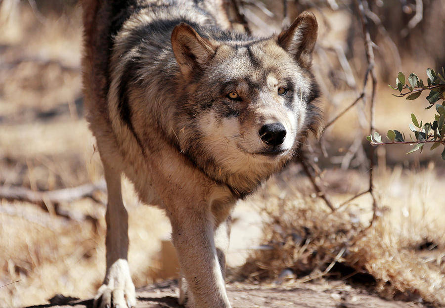 Grey Grey Female Wolves