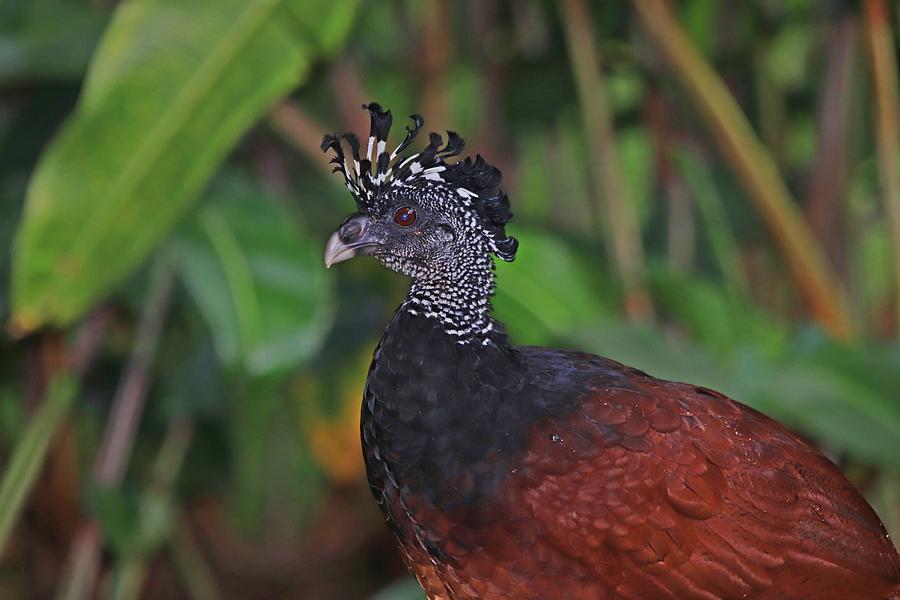 Female Great Curassow Closeup Photograph by Marlin and Laura Hum