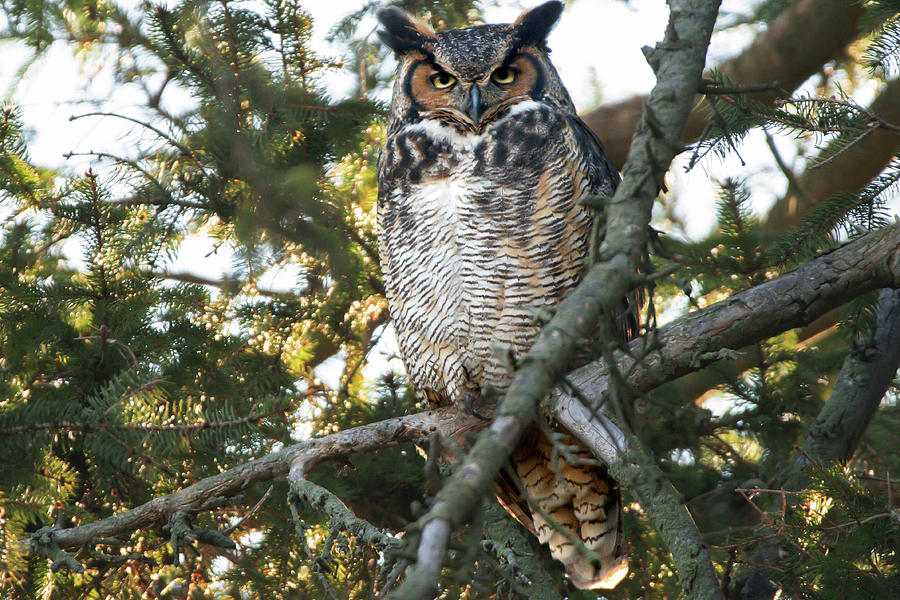 Female Great Horned Owl Photograph by Judy Tomlinson - Fine Art America