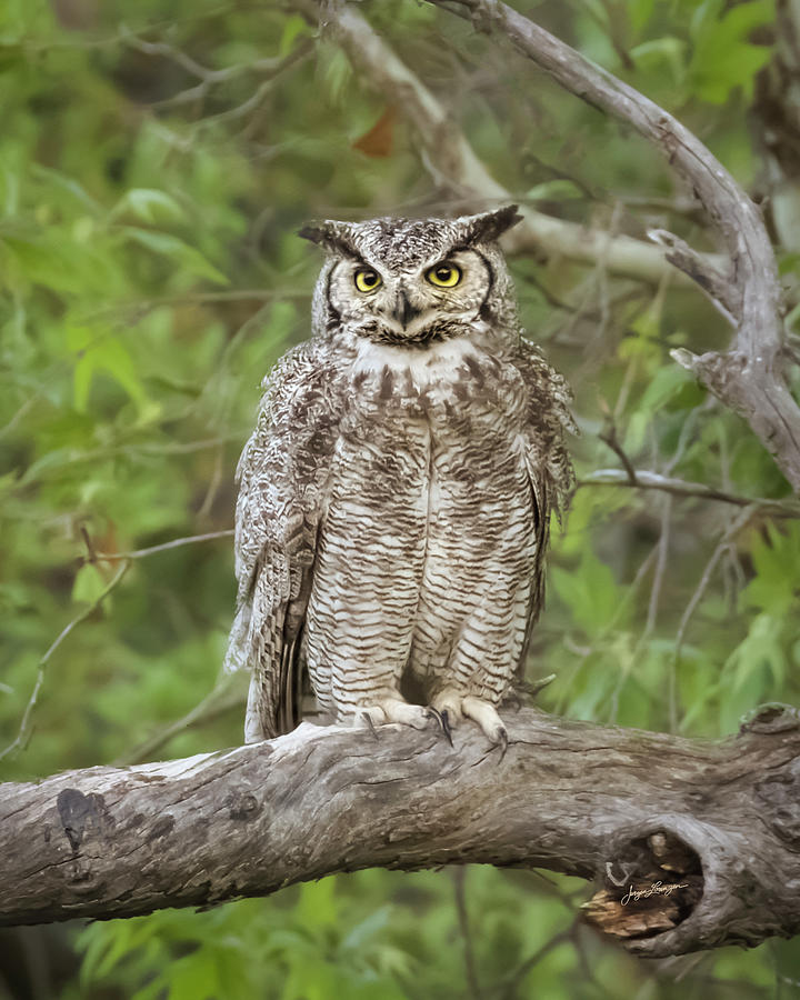 Female Great Horned Owl Photograph by Jurgen Lorenzen