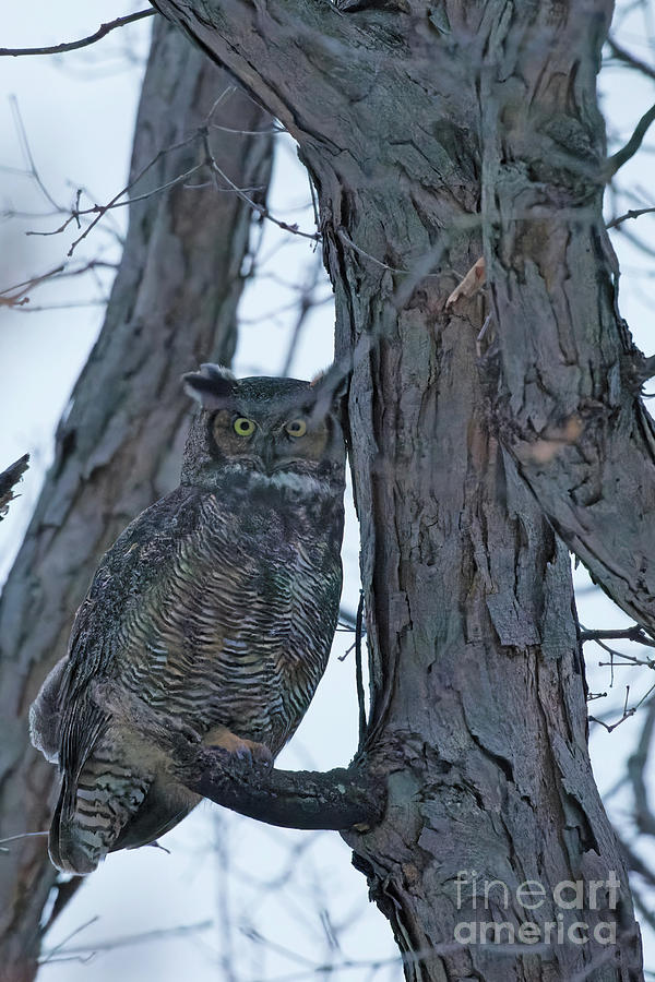 Female Great Horned Owl Photograph by Natural Focal Point Photography