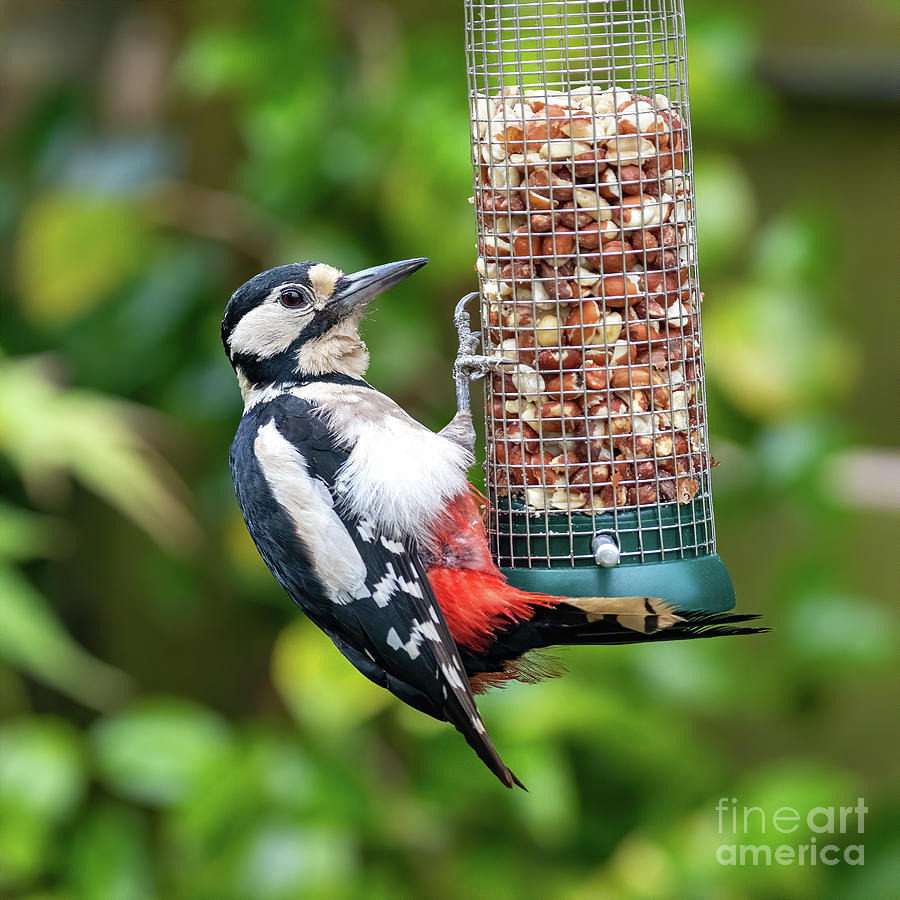 Female Great Spotted Woodpecker feeding on peanuts Photograph by Jane Rix